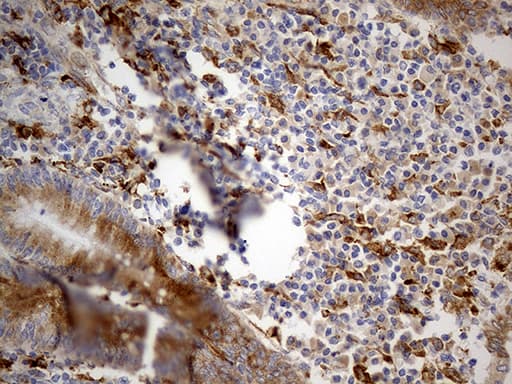 GRN / Granulin Antibody (aa327-593, clone OTI2D1)