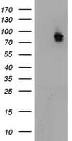 ATRIP Antibody (aa42-309, clone OTI9A4)