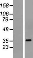 POU6F1 / BRN5 Protein (Over-Expression Lysate Myc-DDK (Flag))