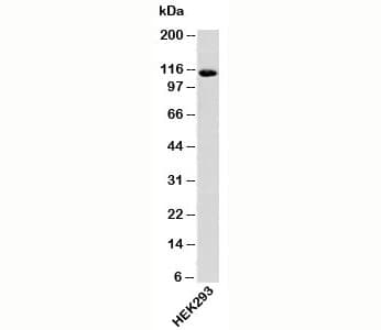 IPO9 / Importin 9 Antibody (C-Terminus)