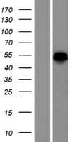 ANKRD34A Protein (Over-Expression Lysate Myc-DDK (Flag))