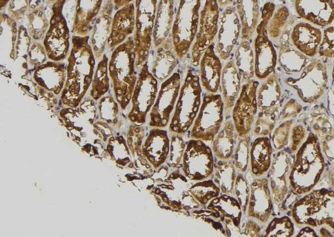 WNT8A Antibody