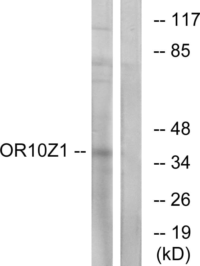 OR10Z1 Antibody (aa201-250)
