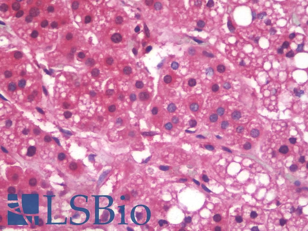 Monoclonal Mouse anti-Human KLF7 Antibody (clone AT3G3, IHC, WB)