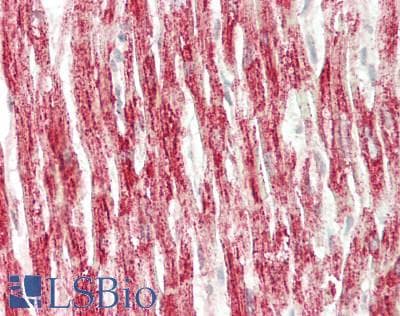 IHC-plus™ NDUFA7 Antibody
