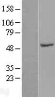SPZ1 Protein (Over-Expression Lysate Myc-DDK (Flag))