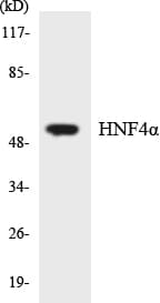 HNF4A / HNF4 Antibody (aa258-307)