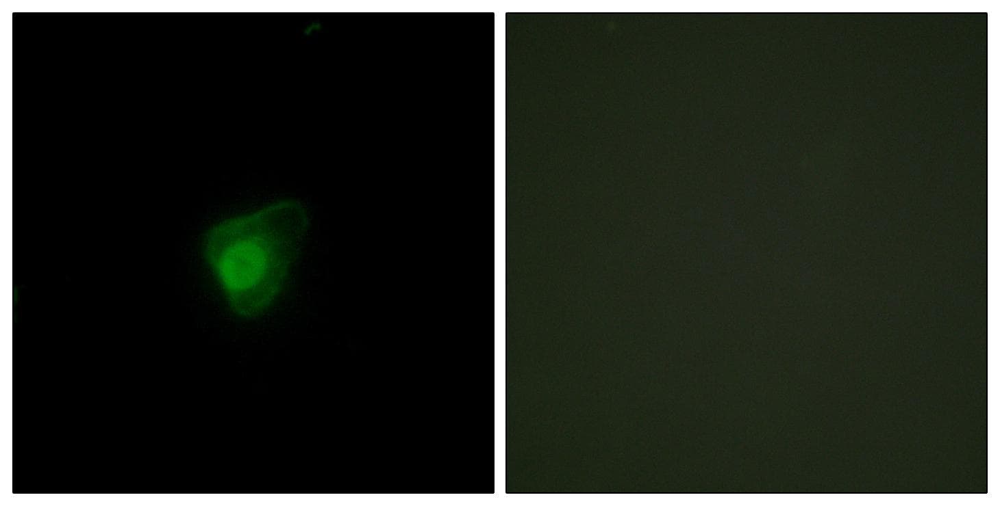 SMG7 Antibody
