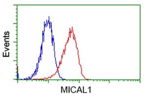 MICAL1 / MICAL Antibody (clone OTI4A1)