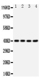 CXCR1 Antibody (aa24-38)