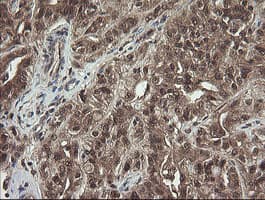 APP / Beta Amyloid Precursor Antibody (clone OTI7B8, Carrier-free)