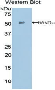 EFNA4 / Ephrin A4 Antibody (aa1-204, Biotin)