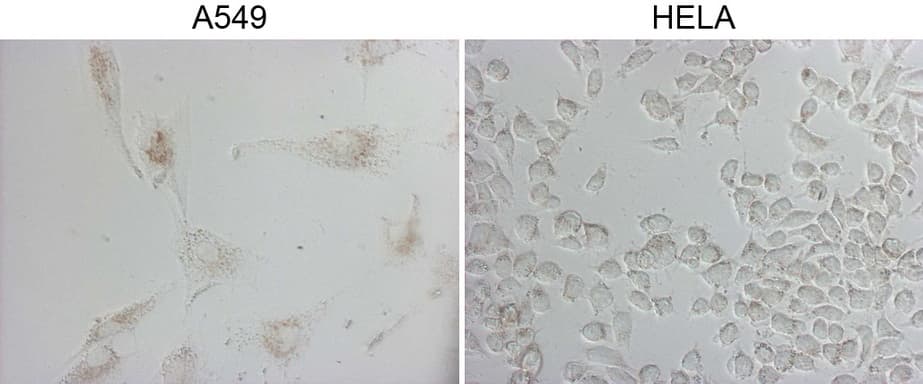 NAPSA / NAPA / Napsin A Antibody (aa64-244, clone OTI3E5)