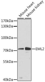EML2 / EMAP2 Antibody