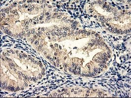 NAPE-PLD Antibody (clone OTI4B12, Carrier-free)
