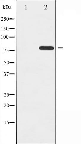 PRKCD / PKC-Delta Antibody (phospho-Tyr64)