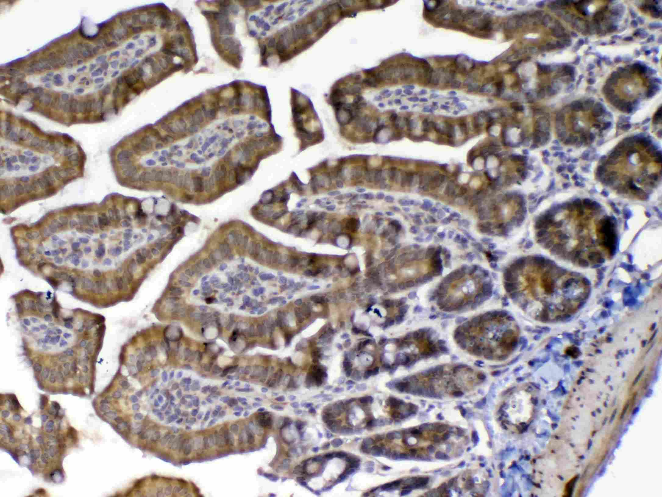 MED9 Antibody