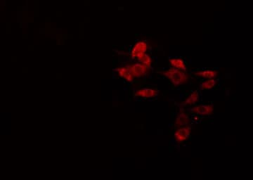 IFIT5 Antibody