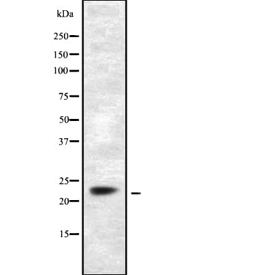 DUSP14 Antibody