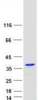 Human KCNIP4 / KCHIP4 Protein (Recombinant Myc-DDK (Flag))