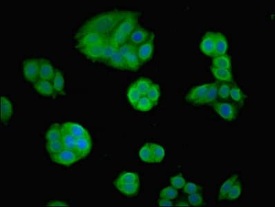 FOXP1 Antibody