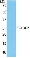 FBLN2 / Fibulin 2 Antibody (aa896-1106, APC)