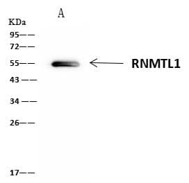 RNMTL1 Antibody