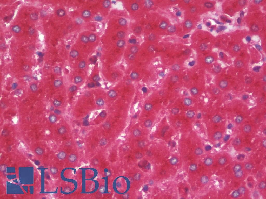 IHC-plus™ Polyclonal Sheep anti-Human SERPING1 / C1 Inhibitor Antibody (IHC, WB)