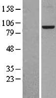 HJURP Protein (Over-Expression Lysate Myc-DDK (Flag))