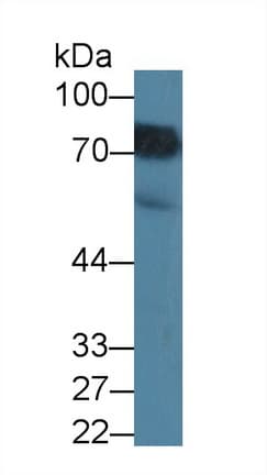 MTHFR Antibody (aa1-325, APC)