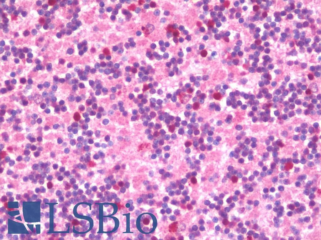 IHC-plus™ GAD65 Antibody (aa4-22, clone N-GAD65)