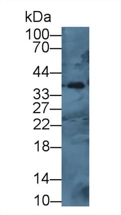 CTSH / Cathepsin H Antibody