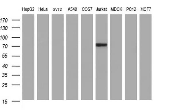 ICAM3 / CD50 Antibody (clone OTI1C2)
