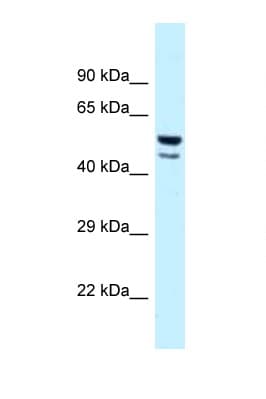 JUN / c-Jun Antibody (aa218-267)