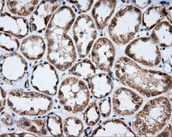 LIPG / Endothelial Lipase Antibody (clone OTI4D2, Carrier-free)
