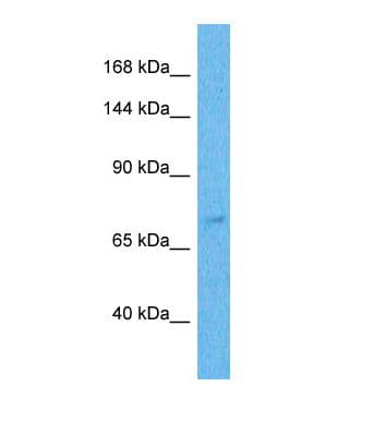 ZNF471 Antibody (aa541-590)