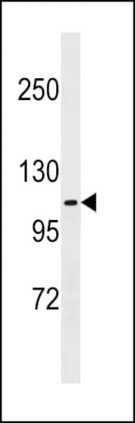 FARP1 / CDEP Antibody (aa62-90)