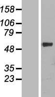 CYP4F11 Protein (Over-Expression Lysate Myc-DDK (Flag))