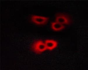 Polyclonal Rabbit anti-Human GFAP Antibody (phospho-Ser38, IHC, IF, WB)