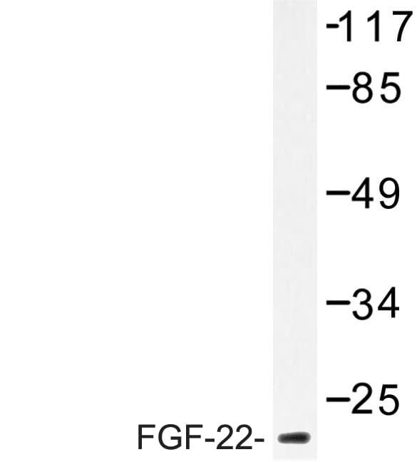 FGF22 Antibody (Ala96)