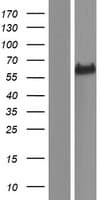 Human FAM189A1 Protein (Over-Expression Lysate Myc-DDK (Flag))