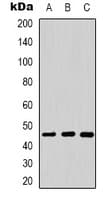 DNAJA1 / HDJ2 Antibody (Internal)