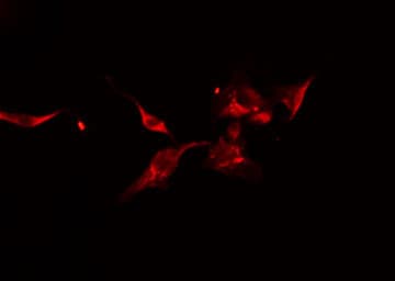 DOCK180 / DOCK1 Antibody