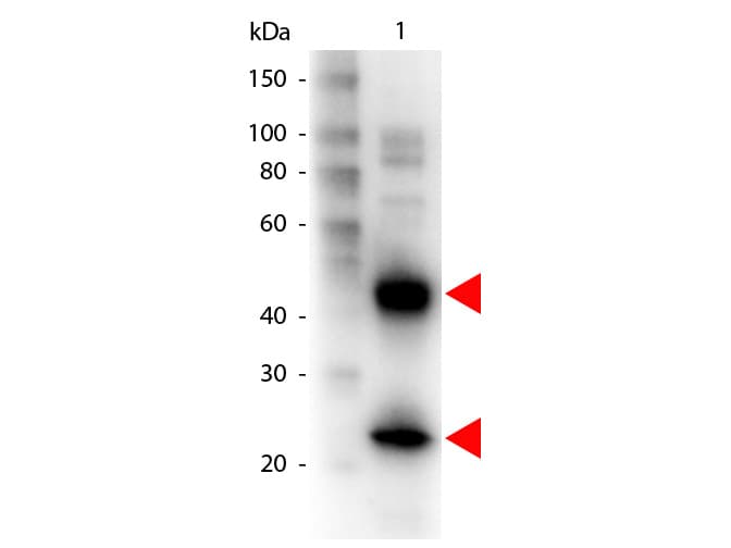 Polyclonal Goat Anti-Armenian Hamster IgG Secondary Antibody (Biotin, IHC, WB)