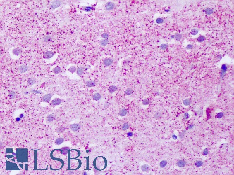 IHC-plus™ GPR139 Antibody (Cytoplasmic Domain)