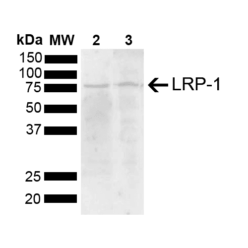 LRP1 / CD91 Antibody (FITC)