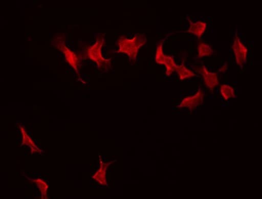LMO4 Antibody