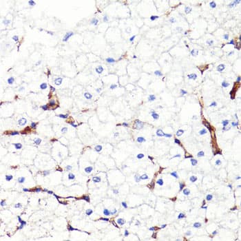 CD44 Antibody