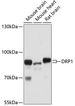 DNM1L / DRP1 Antibody
