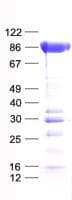 Human CLINT1 Protein (Recombinant His, N-Terminal)
